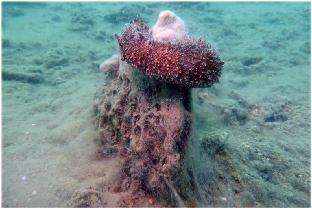 BALIKESİR -Erdek ve Bandırma körfezlerinin dibinde deniz salyası tehlikesi -  Prof. Dr. Mustafa Sarı