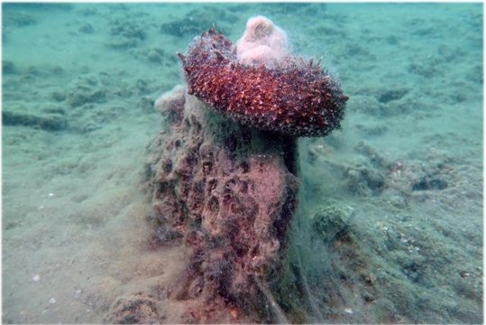 BALIKESİR -Erdek ve Bandırma körfezlerinin dibinde deniz salyası tehlikesi - Prof. Dr. Mustafa Sarı