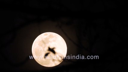 Full moon still looks as beautiful even during COVID-19 lock-down