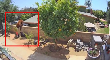 VIDEO: कुत्तों पर हमला करने वाला था भालू, अकेले ही भिड़ गई 17 साल की लड़की, हुआ ये अंजाम