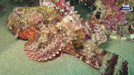 OS 12 ANIMAIS MAIS MORTAIS DO MUNDO