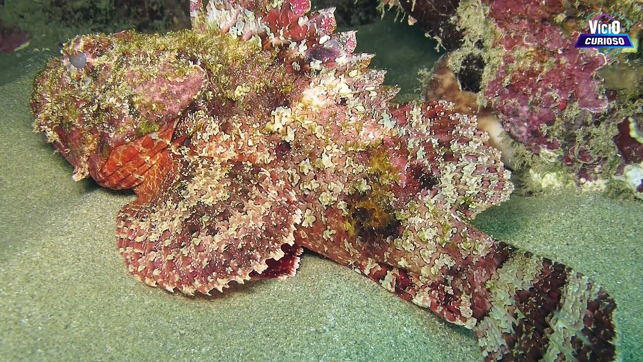 OS 12 ANIMAIS MAIS MORTAIS DO MUNDO