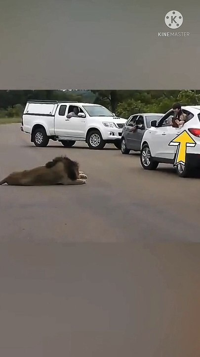 बच्चा बाल बाल बचा शेर के वार से।।