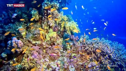 Akdeniz’in resif oluşturabilen tek mercan türü tehlike altında