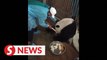 Malaysia welcomes third giant panda cub at zoo conservation centre