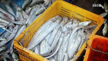 바닷가 사람들 - 기회의 바다, 숙명의 갈치잡이 1부_#001