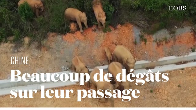 Un troupeau d'éléphants traverse la Chine, à la surprise des zoologues