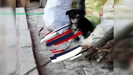 Kedi yavrularını sahiplenen köpek yürekleri ısıttı