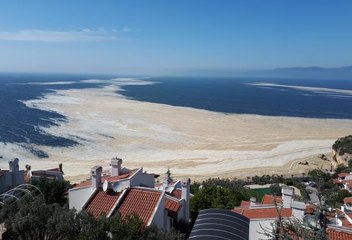 Marmara Denizi'nden temizlenecek deniz salyasının tarımdaki kullanım alanları araştırılıyor
