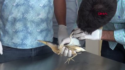 NESLİ TÜKENMEKTE OLAN 'BALABAN KUŞU' YARALI HALDE BULUNDU