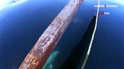 Tekneyle yarışan yunuslar kameraya yansıdı