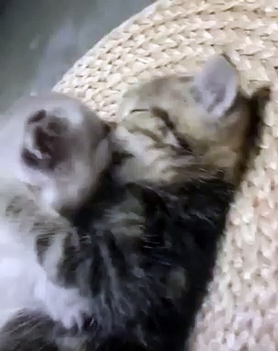 Des bisous entre chattons