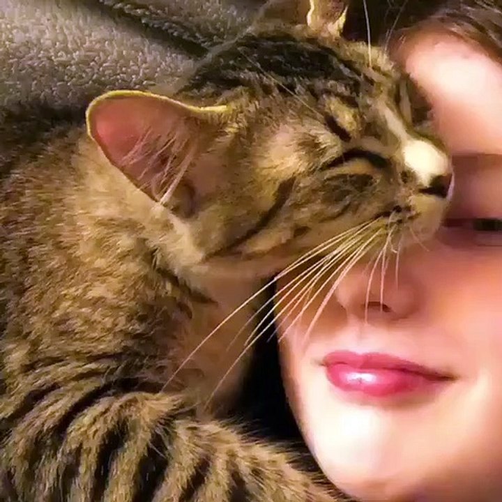 inséparables chat