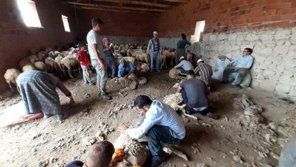 Afyonkarahisar'da koyun kırkım sezonu başladı