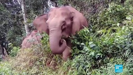 Éléphants errants en Chine : un troupeau parcourt seul tout le sud-ouest