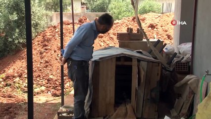 Kedi yavrularına bakıcılık yapan köpek yürekleri ısıttı