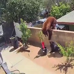 Viral video de adolescente que enfrenta oso para defender a sus perros