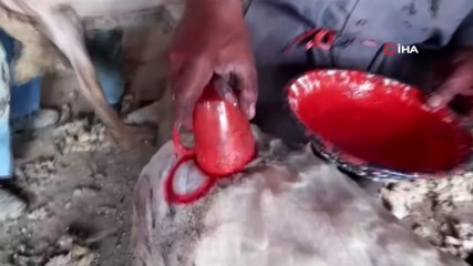 Afyonkarahisar’da koyun kırkım sezonu başladı