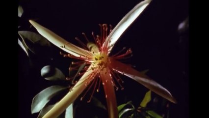Night Flowering - Tiny Honey Bear Babies  Jungle Nights
