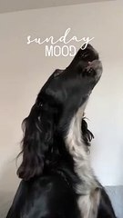 Meet Edward - Derbyshire Times' Top Pet competition winner 2021