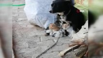 Kedi yavrularına bakıcılık yapan köpek yürekleri ısıttı