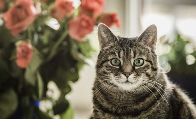 Why You Should Keep Lilies Far Away From Your Cat