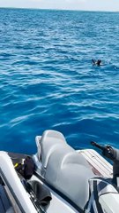 Bird Saved From Shark Infested Waters