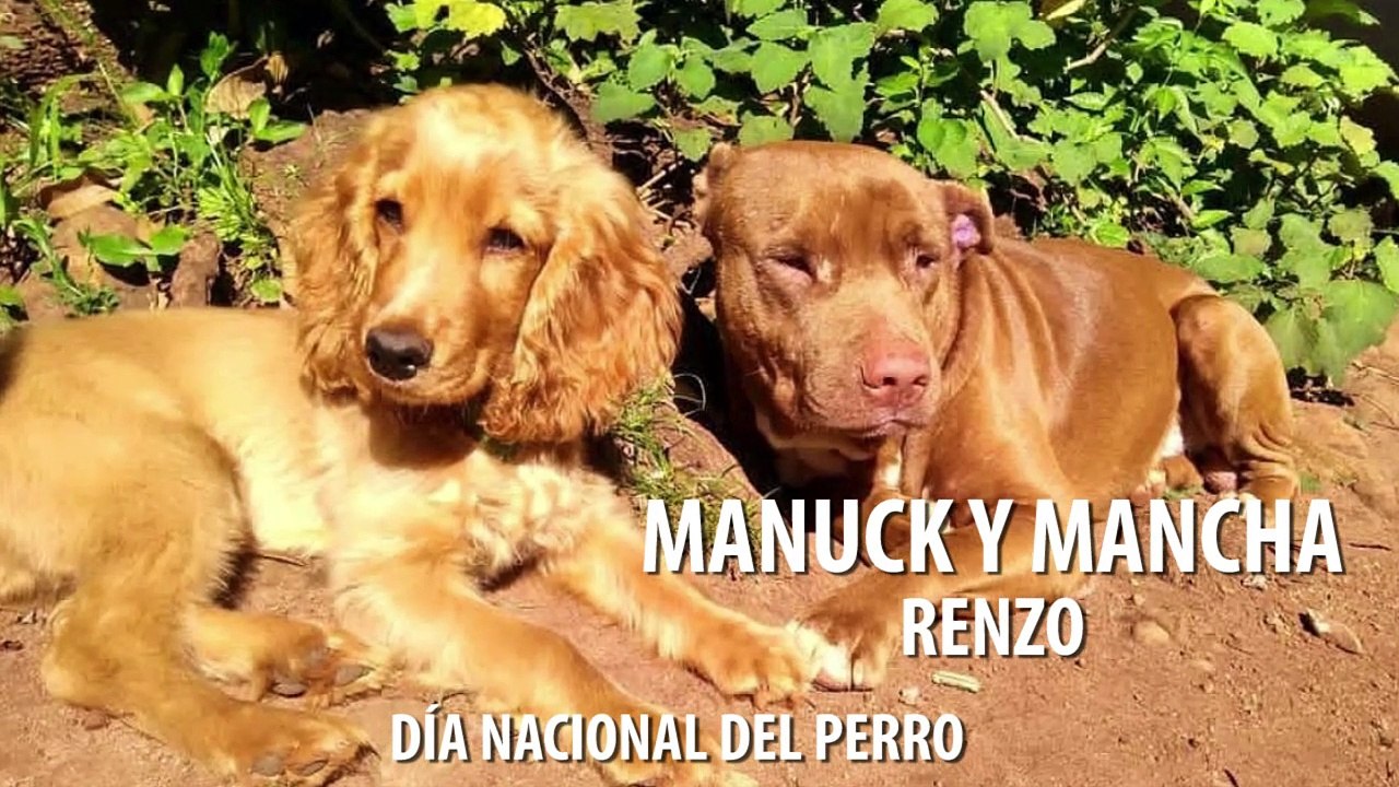 DIA DEL PERRO