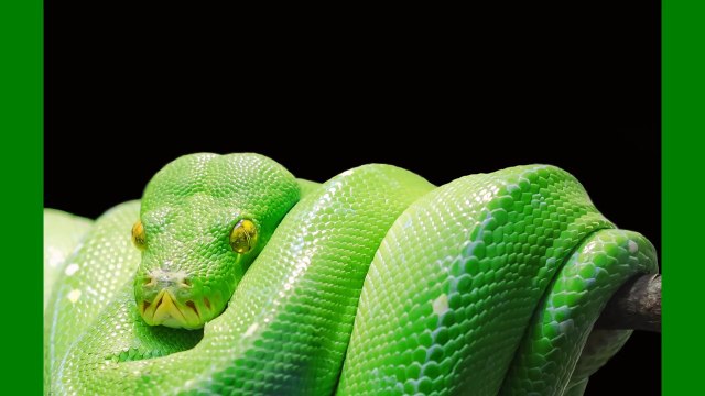 The love of beauty is an essential part of all healthy human nature. Beauty is only skin deep. A thing of beauty is a joy for ever. The woods are inhabited by many wild animals.,,,.....