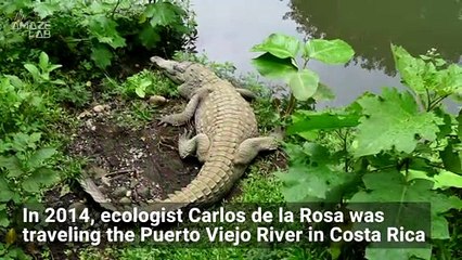 Do Butterflies Actually Drink Crocodile Tears?