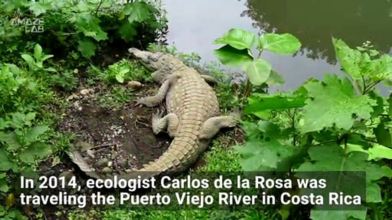 Do Butterflies Actually Drink Crocodile Tears?