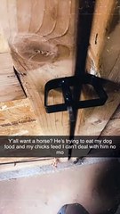 Horse Caught Attempting to Break In