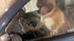 American Bully Rushes Owner by Honking Horn