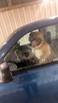 American Bully Rushes Owner by Honking Horn