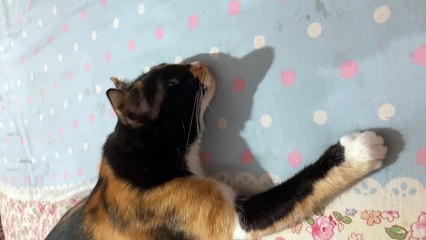 Cat Flicks Rubber Band Off Ear