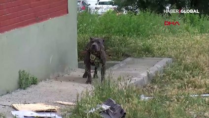 Tamir için bırakılan polis otosuyla tur atan çıraklar, köpek çaldı