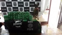 Denarc e PRF apreendem 103 quilos de pasta base de cocaína