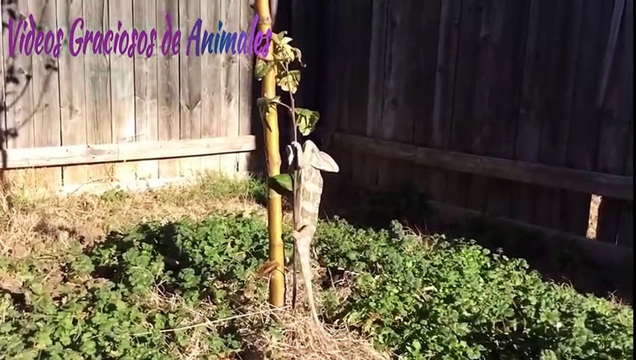 Videos de animales graciosos (Cuando ellos fallan)