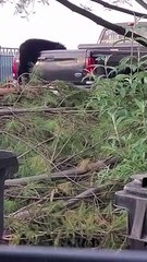Black Bear Raids Truck Bed for Peanuts