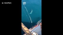 Du haut de la vigie d'un bateau, il filme un énorme requin en mer