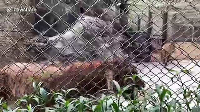 Ce touriste va comprendre qu'il ne faut pas narguer les tigres au zoo