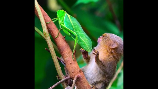 Ce ouistiti pygmée est fasciné par un insecte !