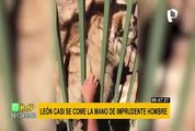 Imprudente hombre casi pierde una mano al acariciar a un león