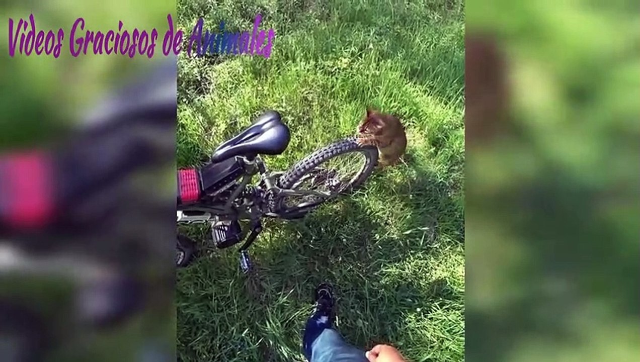 Videos de animales graciosos Parte 6