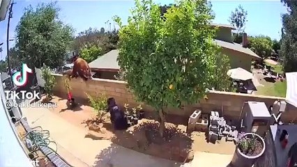 Elle repousse à mains nues un ours qui s'apprêtait à attaquer ses chiens