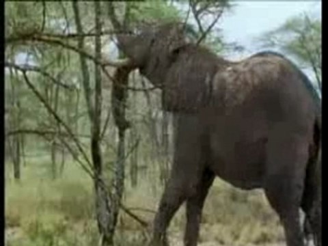 L'écosystème de la Savane