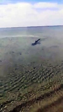 Squalo verdesca raggiunge la riva sulla spiaggia di Castellaneta Marina (Taranto, Puglia)