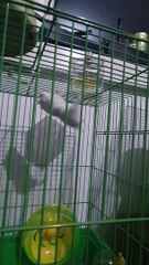 Acrobatic Hamster Trains in Cage