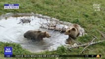 [이슈톡] 학대받던 서커스 곰…알프스 낙원으로 이주