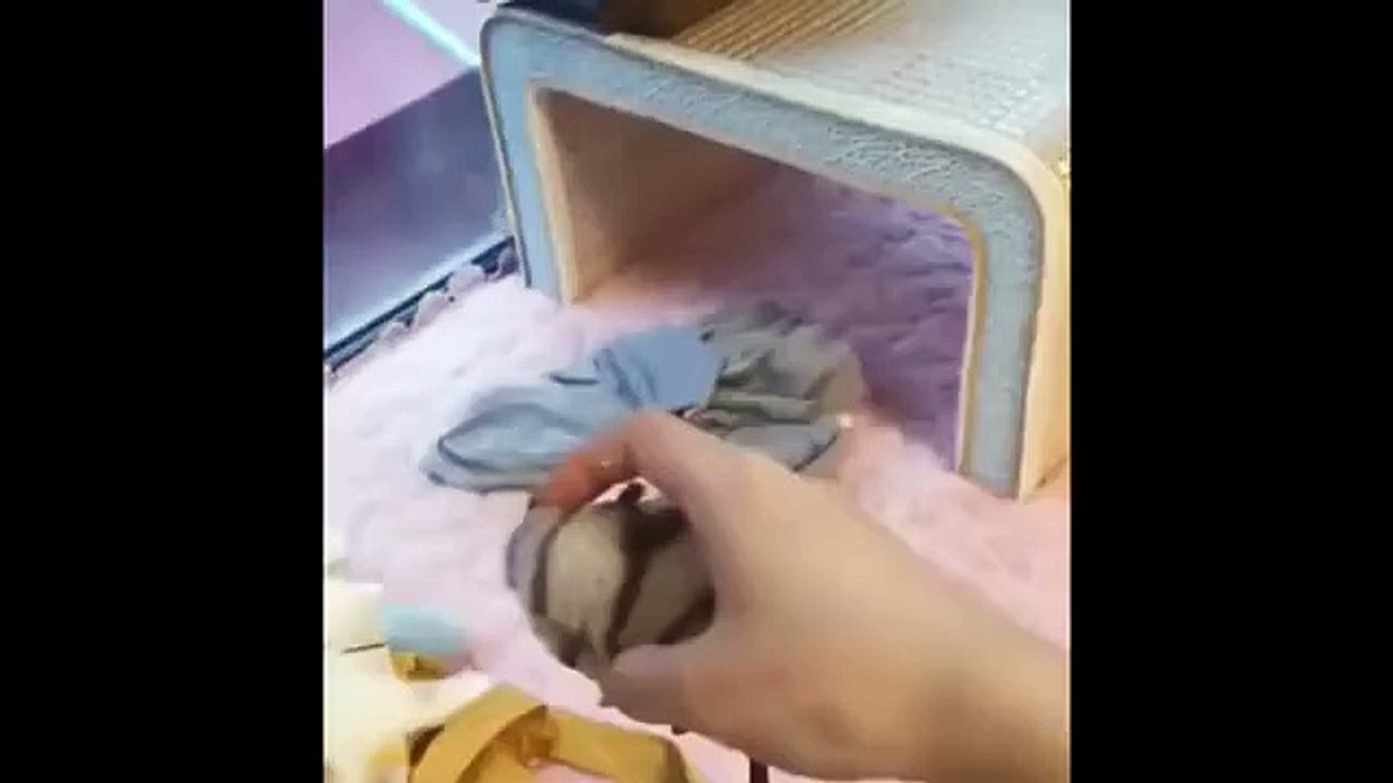 Funniest Animals - Best Of The 2021 Funny Animal Videos 11